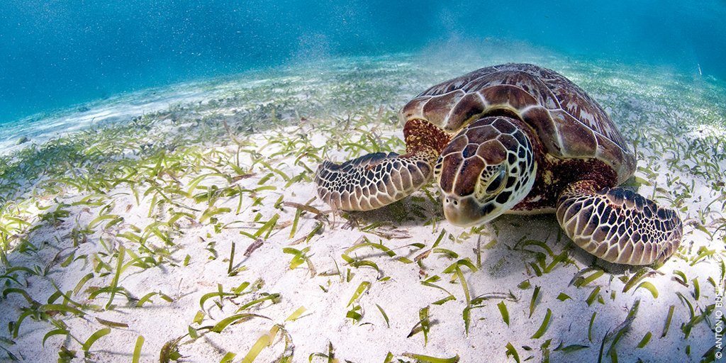 WWF UK tweet media