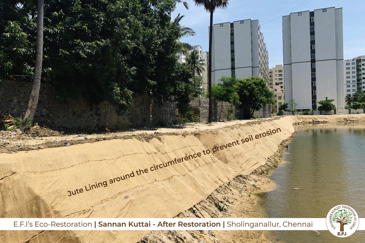 EFIVolunteer's tweet image. #EFI #jutepodu 
In 2019, E.F.I took on the scientific #ecorestoration of several water bodies across #Chennai. 

In these, we had implemented an innovative method of covering our earthen bunds with jute lining and planting grass on the same helps us prevent erosion

Take a look!