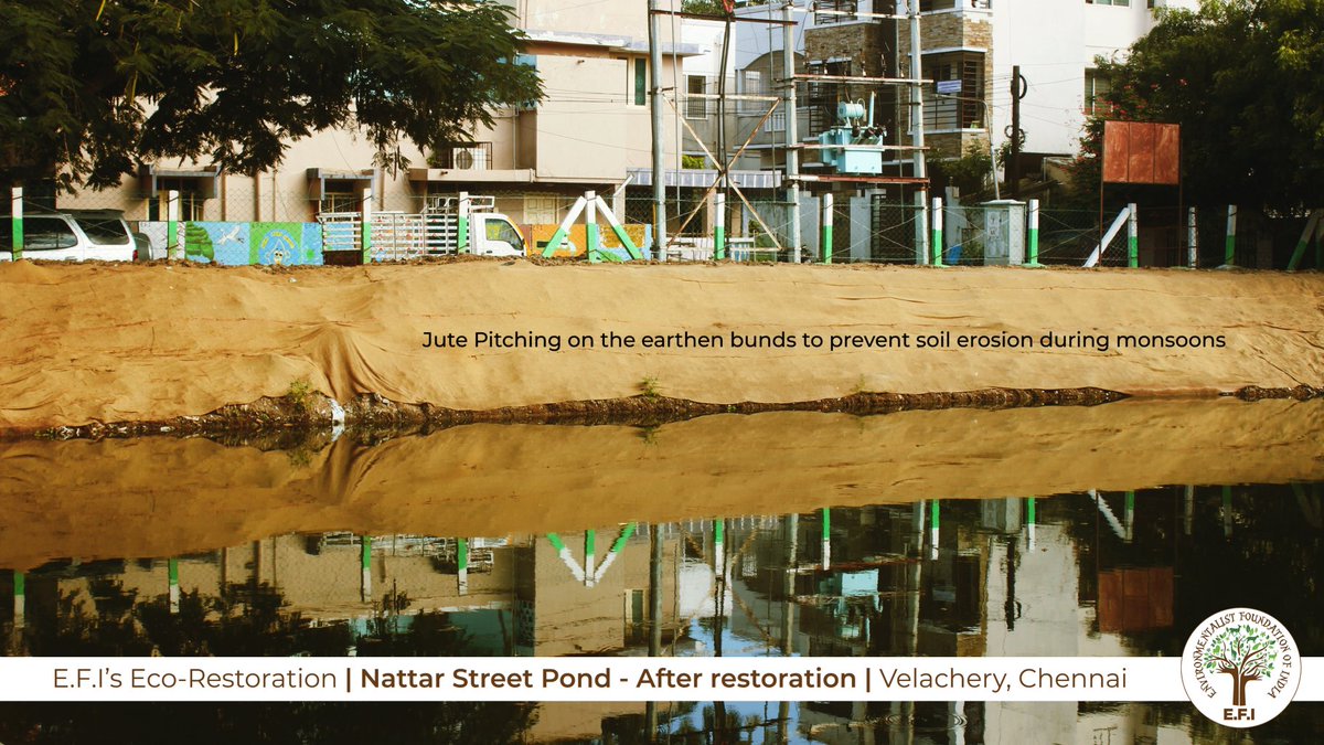 EFIVolunteer's tweet image. #EFI #jutepodu 
In 2019, E.F.I took on the scientific #ecorestoration of several water bodies across #Chennai. 

In these, we had implemented an innovative method of covering our earthen bunds with jute lining and planting grass on the same helps us prevent erosion

Take a look!