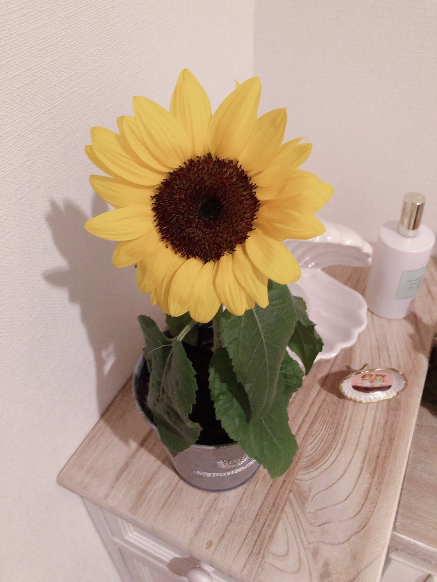 Onosaki1126 の画像 動画一覧 Whotwi グラフィカルtwitter分析