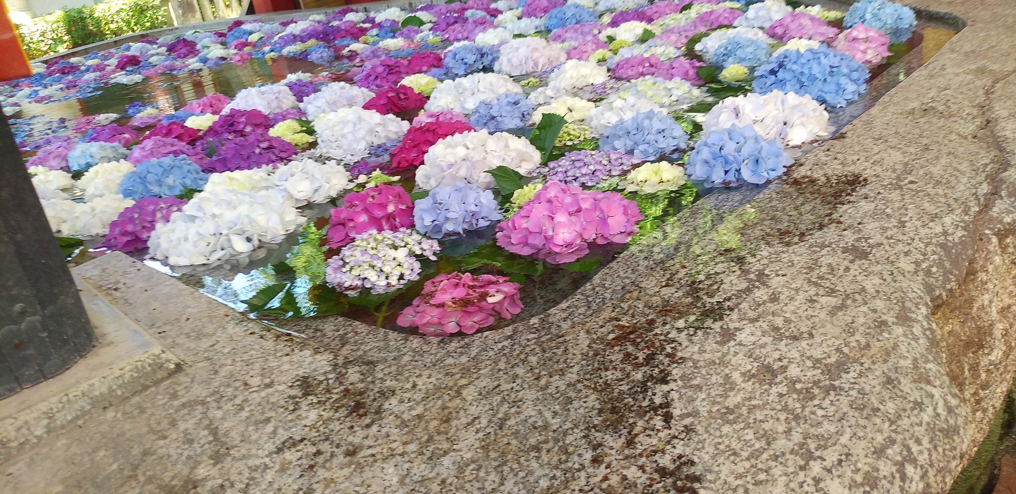 太宰府天満宮 公式 色とりどりの紫陽花を浮かべた 花手水 梅雨空のなか 水を受け一層鮮やかに咲き誇っている紫陽花の大きな花房が 気分を晴れやかにしてくれます 太宰府天満宮 天神さま 手水舎 Dazaifutenmangu T Co Vucwikwi5z