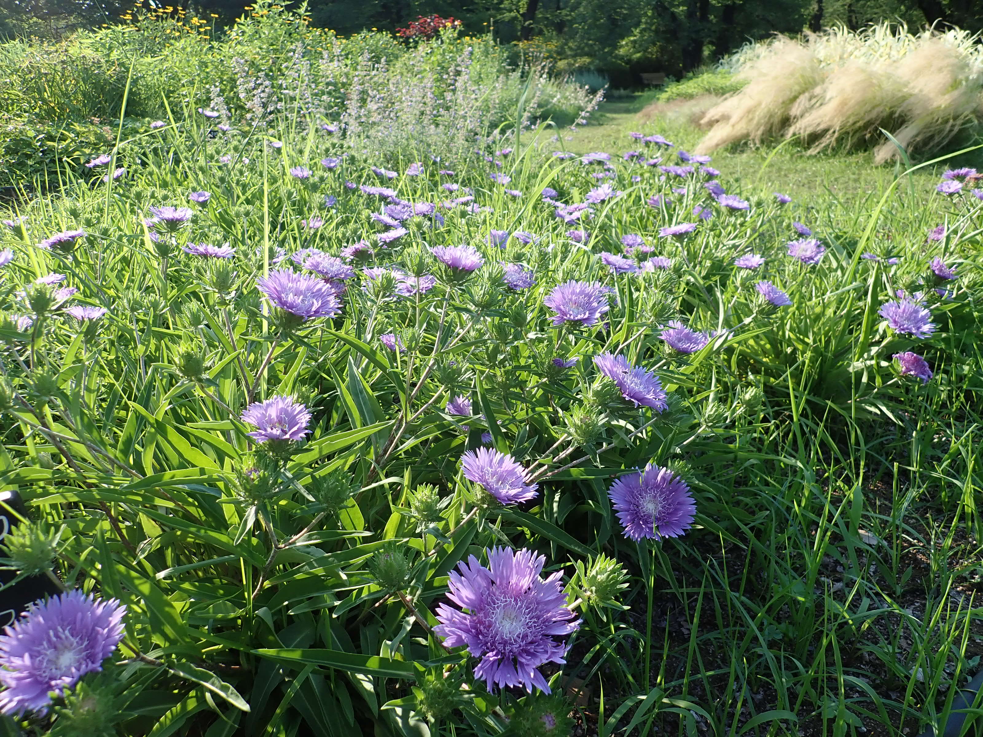 神代植物公園 ニュース スタッフより 園芸係 宿根草園でストケシアの花が咲いています ストケシアは 北アメリカ南部原産のキク科の多年草 日本には 大正初期に渡来し花壇材料や切り花用に栽培されています 和名はルリギクですが あまりこの名