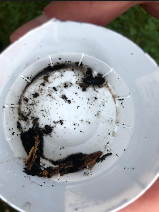 LathallanSci's tweet photo. S3 Environmental Science have been surveying invertebrates in their gardens this week. Here is Scott's pifall trap with a large beetle inside. @LathallanSchool #ecology #pitfalltrap
🐜🪳🦟 https://t.co/Aqqy0Q9n27