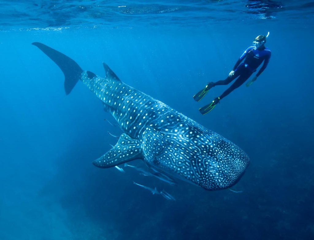 13. whale shark...they r so CUTE funfact : they r filter feeders nd they pose no threats to humans  i wanna hug one