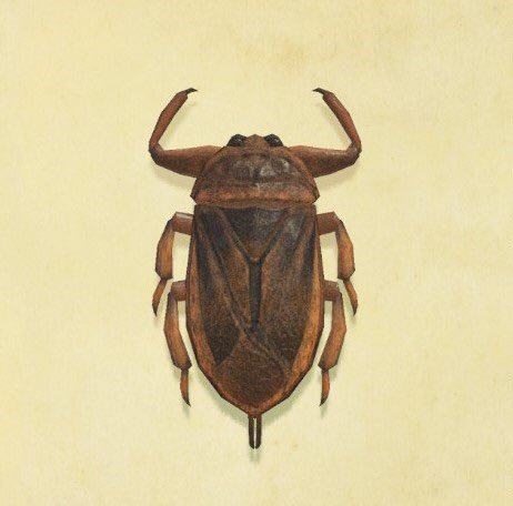 14. giant water bug...almost cried looking for a picture of thisfunfact : it is believed that its bite is the most painful of all insect bites i-