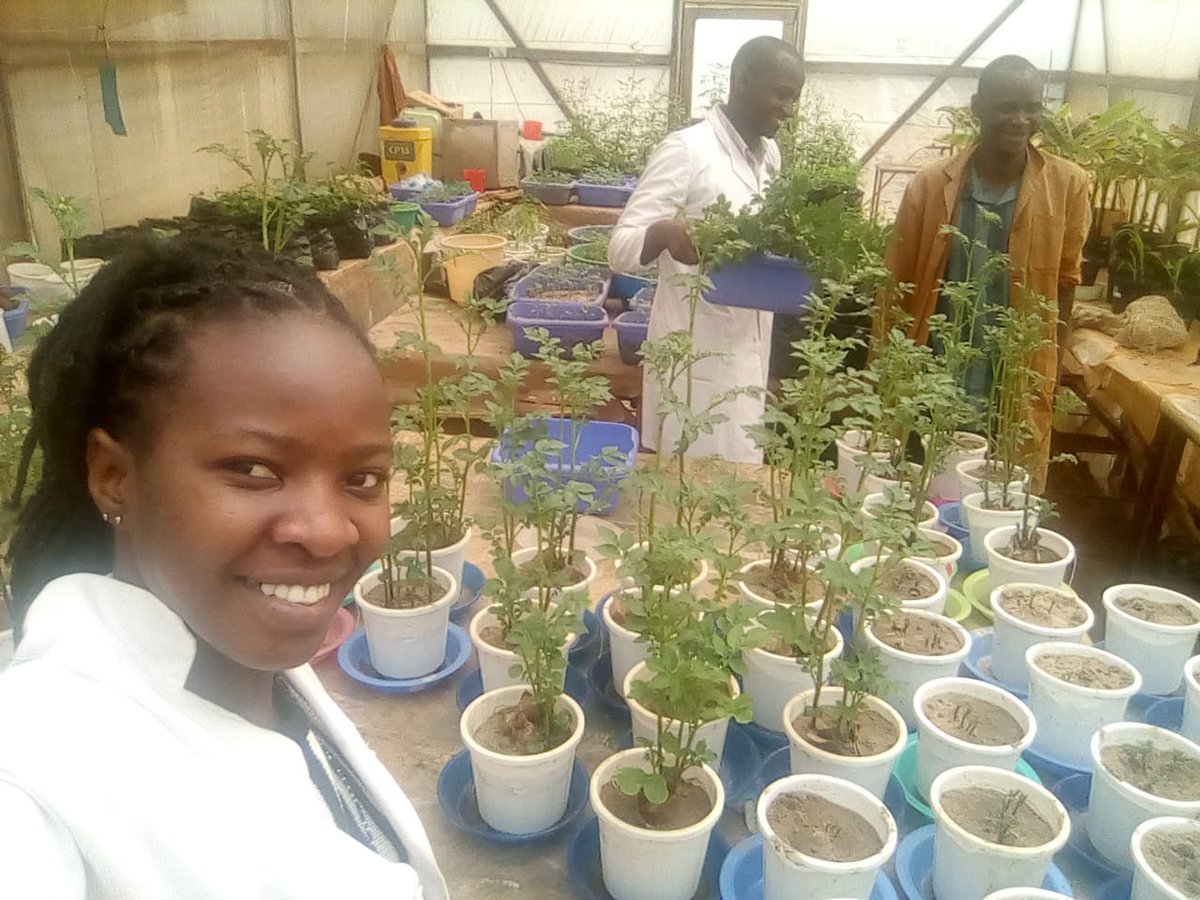 jamesplegg's tweet photo. 🇰🇪🪱 No More Potatoes 🪱🇰🇪

😭That's how #Kenya may be as losses grow from potato cyst nematode

😀Great news is that Juliet Ochola, working with @icipe @IITA_CGIAR &amp; others has identified some very clever tricks to make nematodes commit suicide! Read on!
https://t.co/6xKqFHfHuW https://t.co/uHzLRm26pP