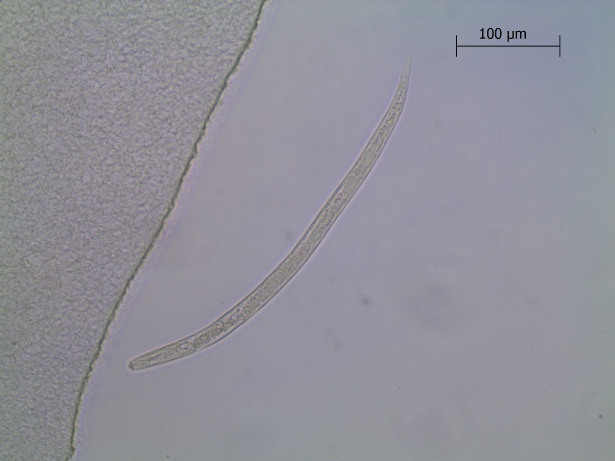 🇰🇪🪱 No More Potatoes 🪱🇰🇪

😭That's how #Kenya may be as losses grow from potato cyst nematode

😀Great news is that Juliet Ochola, working with <a href="/icipe/">icipe</a> <a href="/IITA_CGIAR/">IITA</a> &amp; others has identified some very clever tricks to make nematodes commit suicide! Read on!
t.ly/VMxz