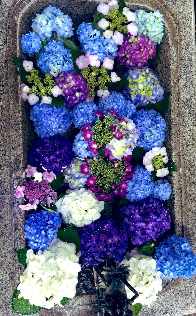 Happy さくら市 今宮神社 紫陽花綺麗でした 花手水の紫陽花にも癒されますね 紫陽花の限定御朱印もありましたよ 今宮神社 さくら市今宮神社 さくら市 紫陽花 花手水紫陽花 花手水舎 アジサイ 限定御朱印 御朱印 栃木県 Happy さくら市 今宮神社 紫陽花綺麗でした 花手水の紫陽花にも癒されますね 紫陽花の限定御朱印もありましたよ 今宮神社 さくら市今宮神社 さくら市 紫陽花 花手水紫陽花 花手水舎 アジサイ 限定御朱印 御朱印 栃木県
