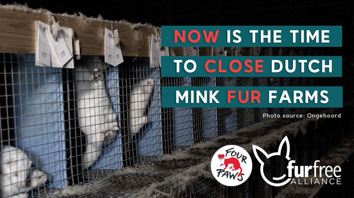 #Furfarms are breeding grounds for infectious diseases! We join the other 53 members of the international #FurFreeAlliance to urge the immediate shut down of all Dutch mink farms to prevent any further #COVID19 spread! tinyurl.com/ybbrvxoo