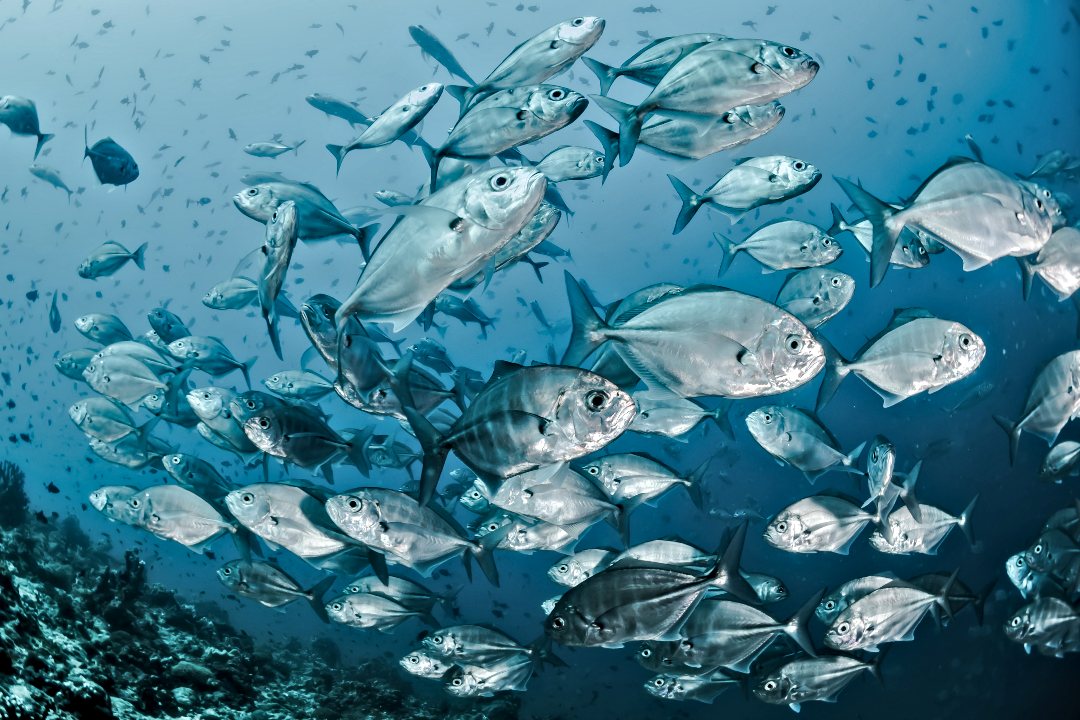 spearblu's tweet photo. If you wanna know the reasons why fish come close to the coast or your favourite #spearfishing spot, and why they would go back to deeper waters or even migrate to a different place, here's your answer: https://t.co/kD8V9J1gkX  #spear https://t.co/1sS6n5MbxE