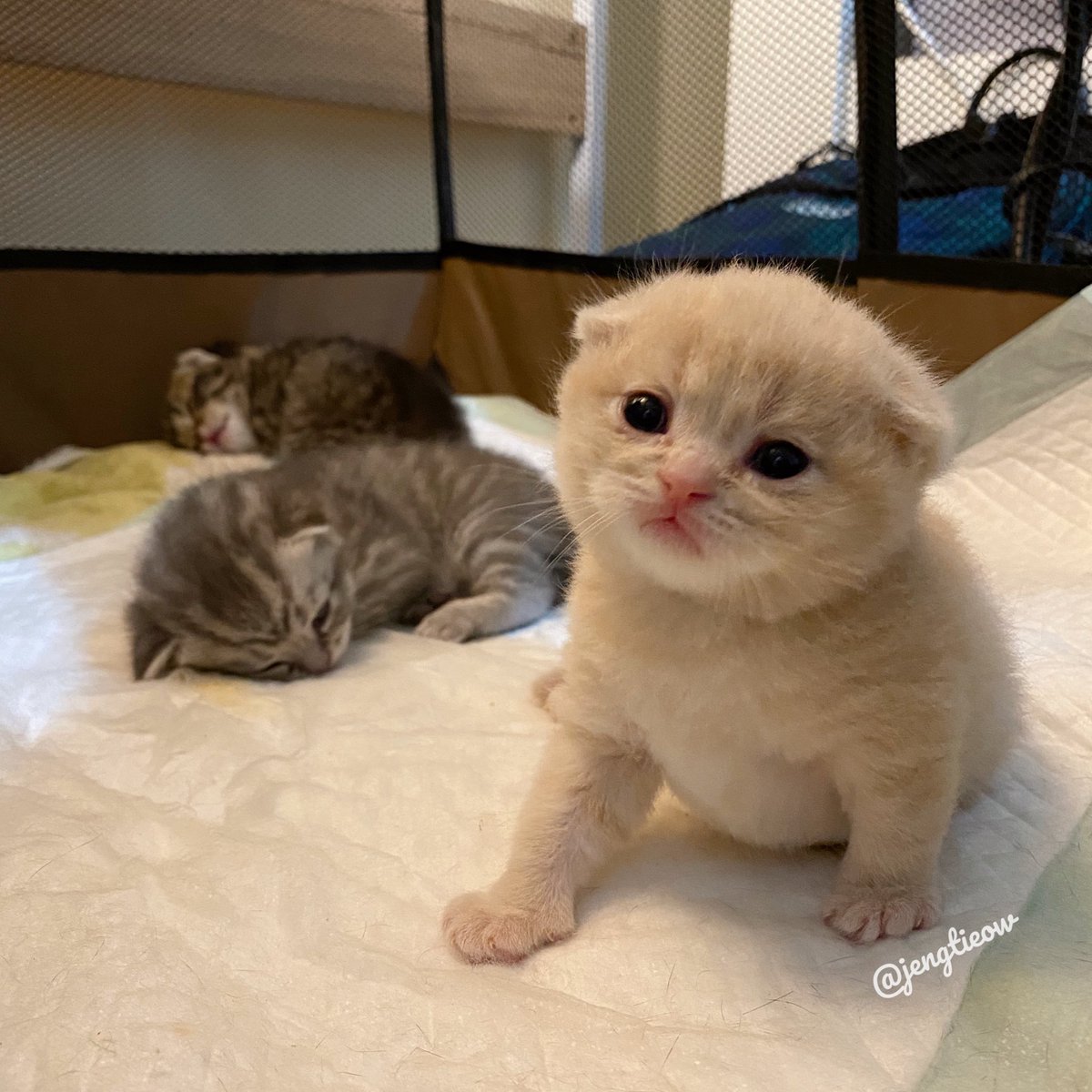 พี่เจ๋งน้องเตี๋ยวไม่ตีกันสิลูกกก tweet media