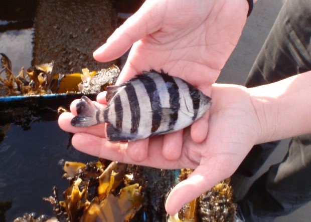 32. barred knifejaw its also known as a striped beakfish!! its smol