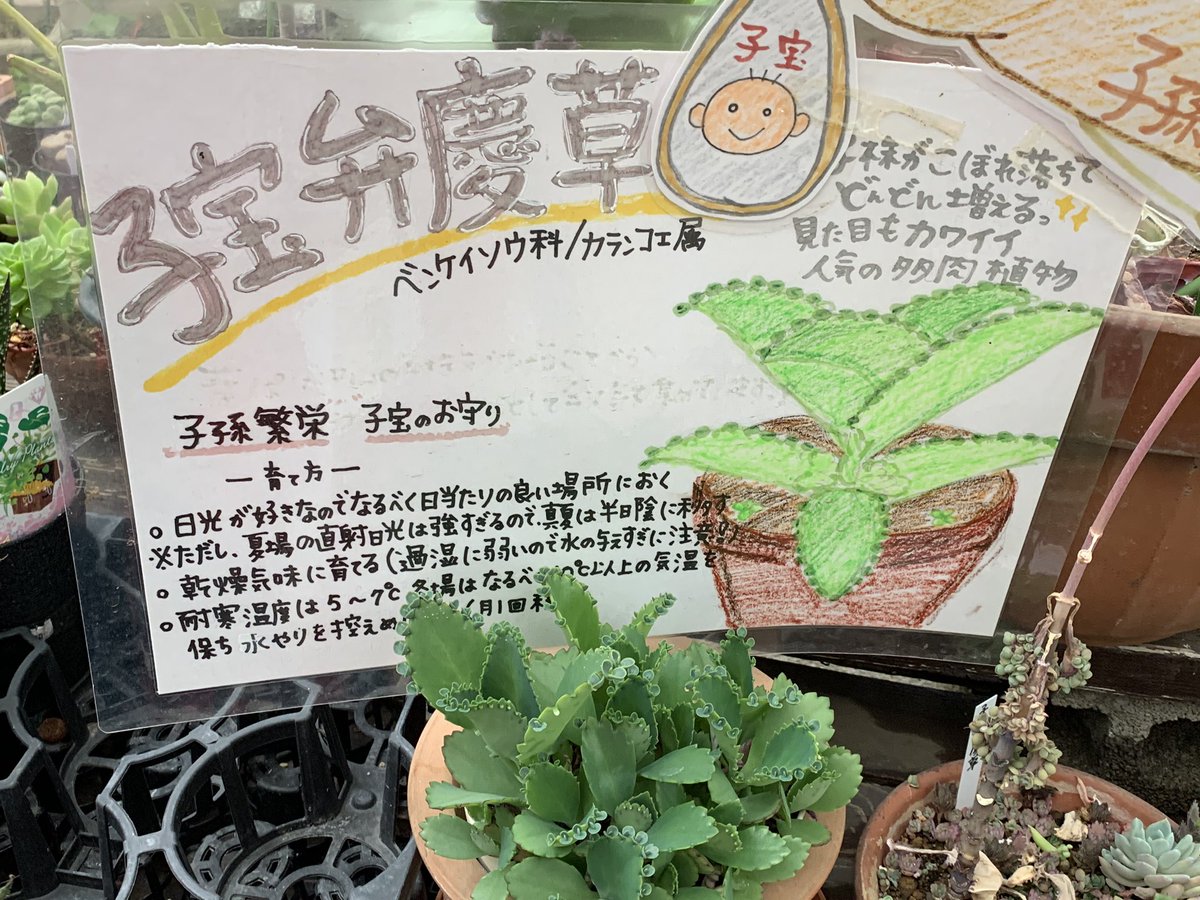 エルトニィ 占い監修 携帯アプリに 最近 多肉植物の葉 観葉植物 を育て始めました 子宝弁慶草 と言います 葉の周りに可愛い草が子供の様に生えて来る珍しい植物です