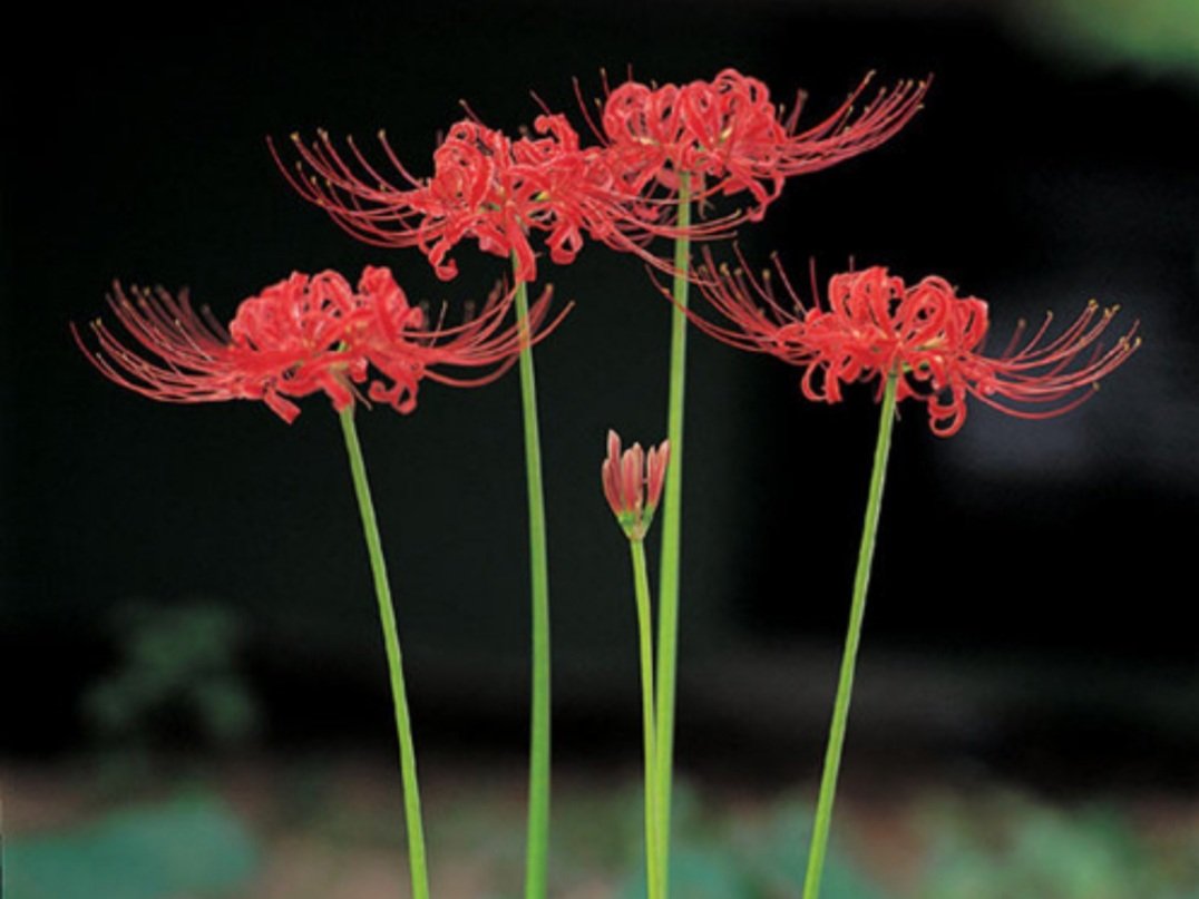 너는 내 통증의 처음과 끝
너는 비극의 동의어이며 
너와 나는 끝내 만날 리 없는
여름과 겨울
내가 다 없어지면 
그때 너는 예쁘게 피어

서덕준 / 상사화 꽃말