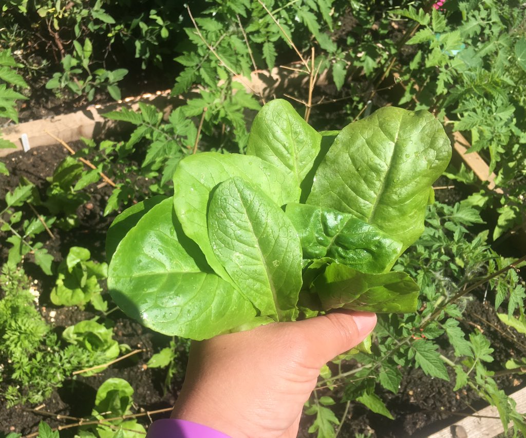 First ever lettuce crop! I - a stupid newbie - grew this! 