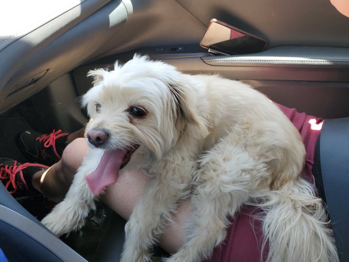 My dog is too adorable. https://t.co/CRfvqxBtff<a href="/tag/apclips"class="tags"><span>#apclips</span></a>