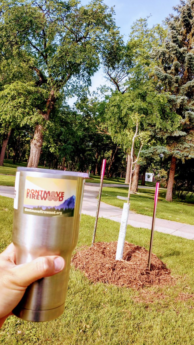 FargoParkAlec's tweet image. All I need is my coffee and a freshly planted Kentucky Coffeetree. Great way to start this beautiful summer day! #FargoParks #hotcupajoe #planttrees