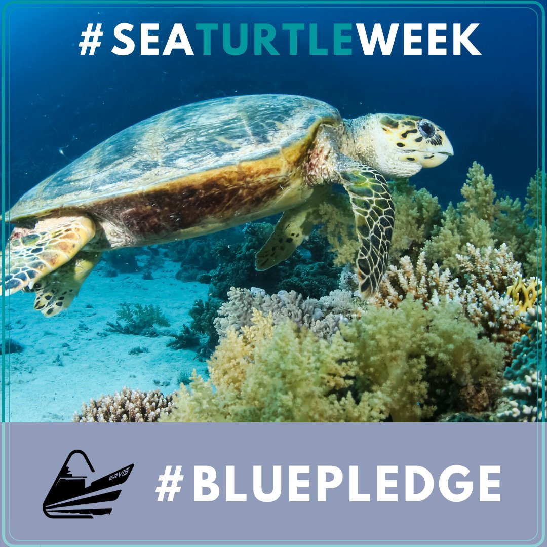 ervisocean's tweet photo. #seaturtle is in the category of endangered species due to pollution &amp; climate change.
We could save them by taking suitable actions. One of the ways is to say no to single-use plastic. Take a #bluepledge with us and let's all try to save these sea turtles. Happy #SeaTurtleWeek https://t.co/cOdjr1mA7I