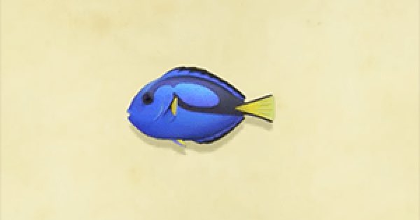 29. surgeonfish...just keep swimming!funfact : they’re called surgeonfish because their spine resembles a surgeons scalpel