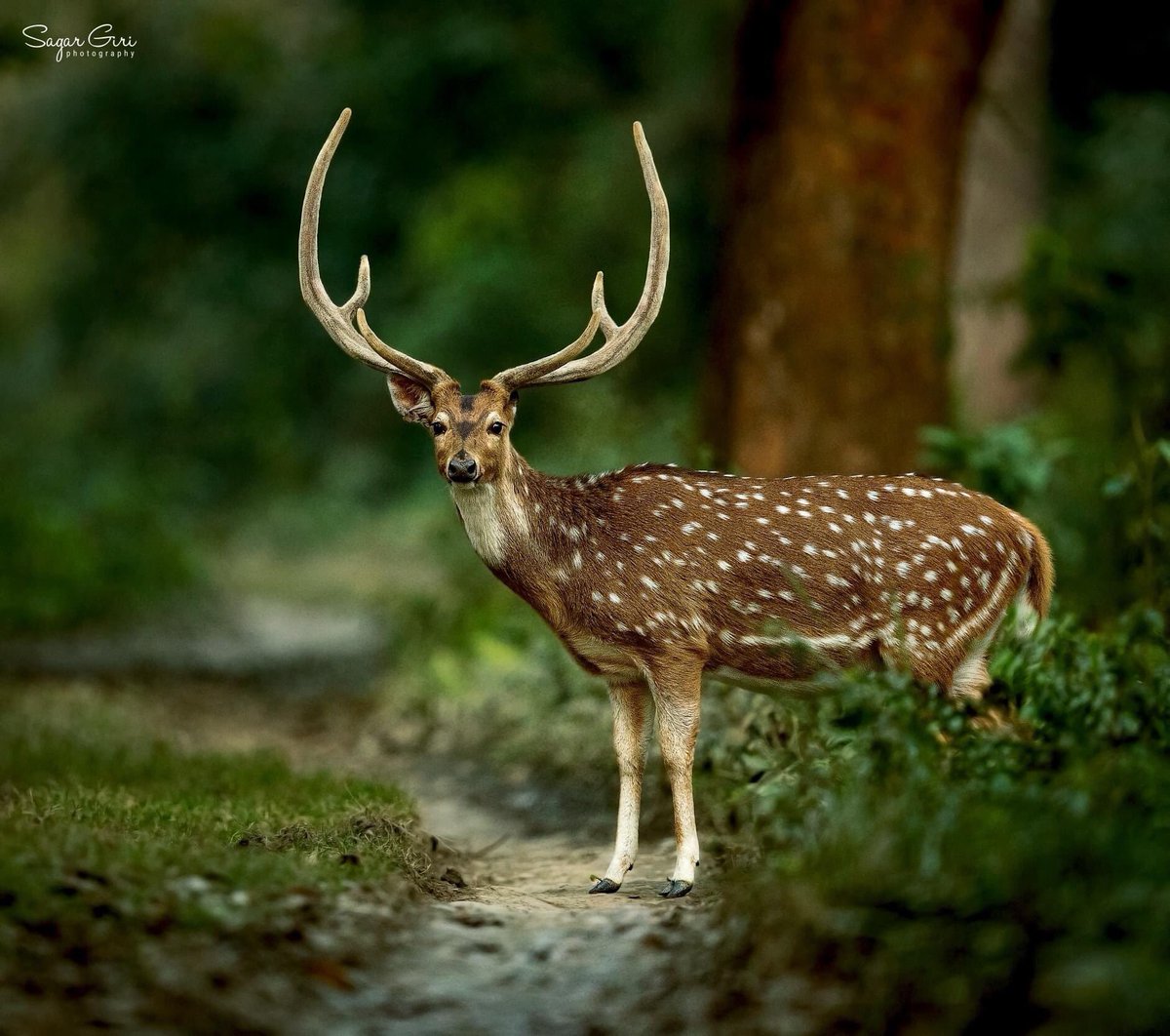 Spotted deer stag clicked at Chitwan National Park, Nepal ❤ #SavetheWildlife

Pic. Sagar Giri