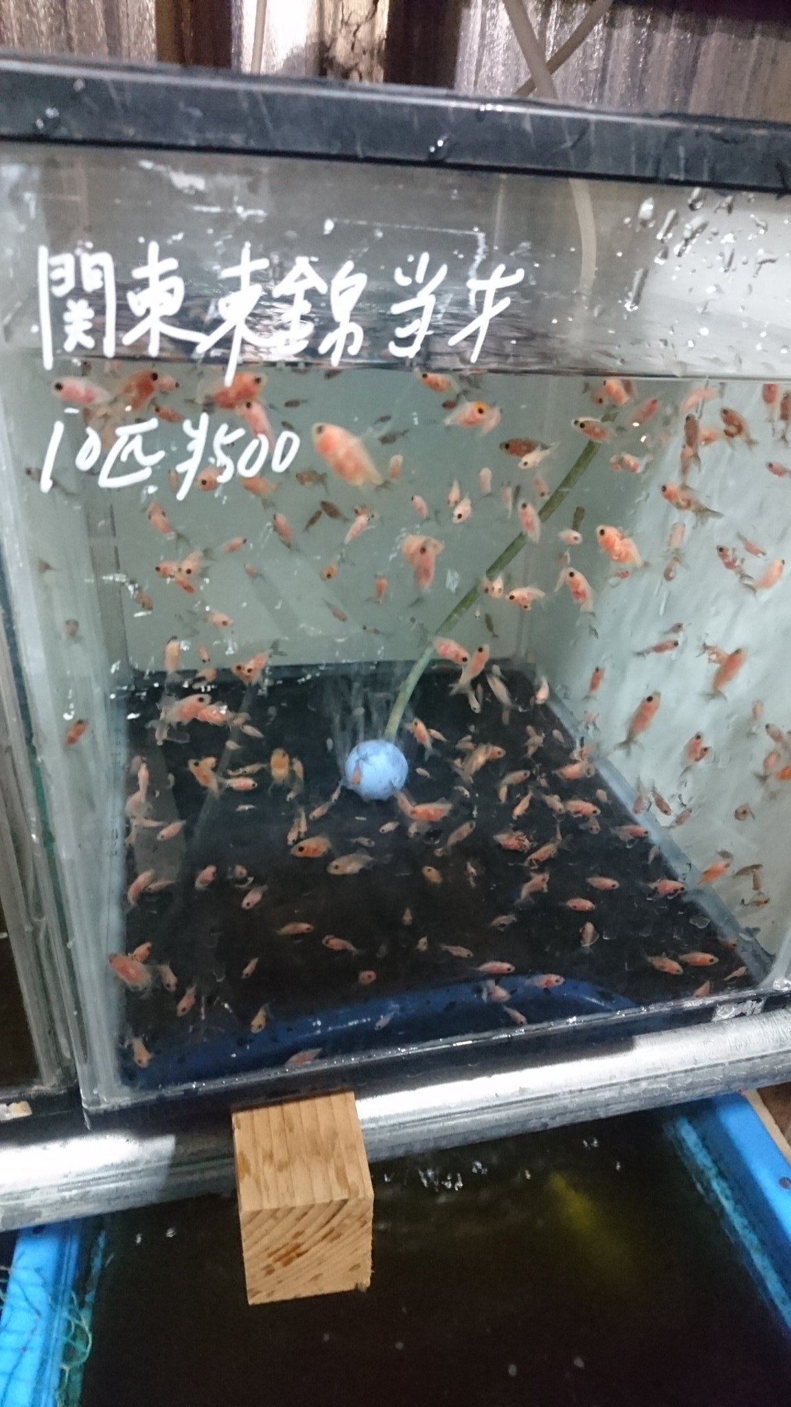 金魚亭 関東東錦当歳 稚魚 入荷しました T Co Qew3zeiwan Twitter