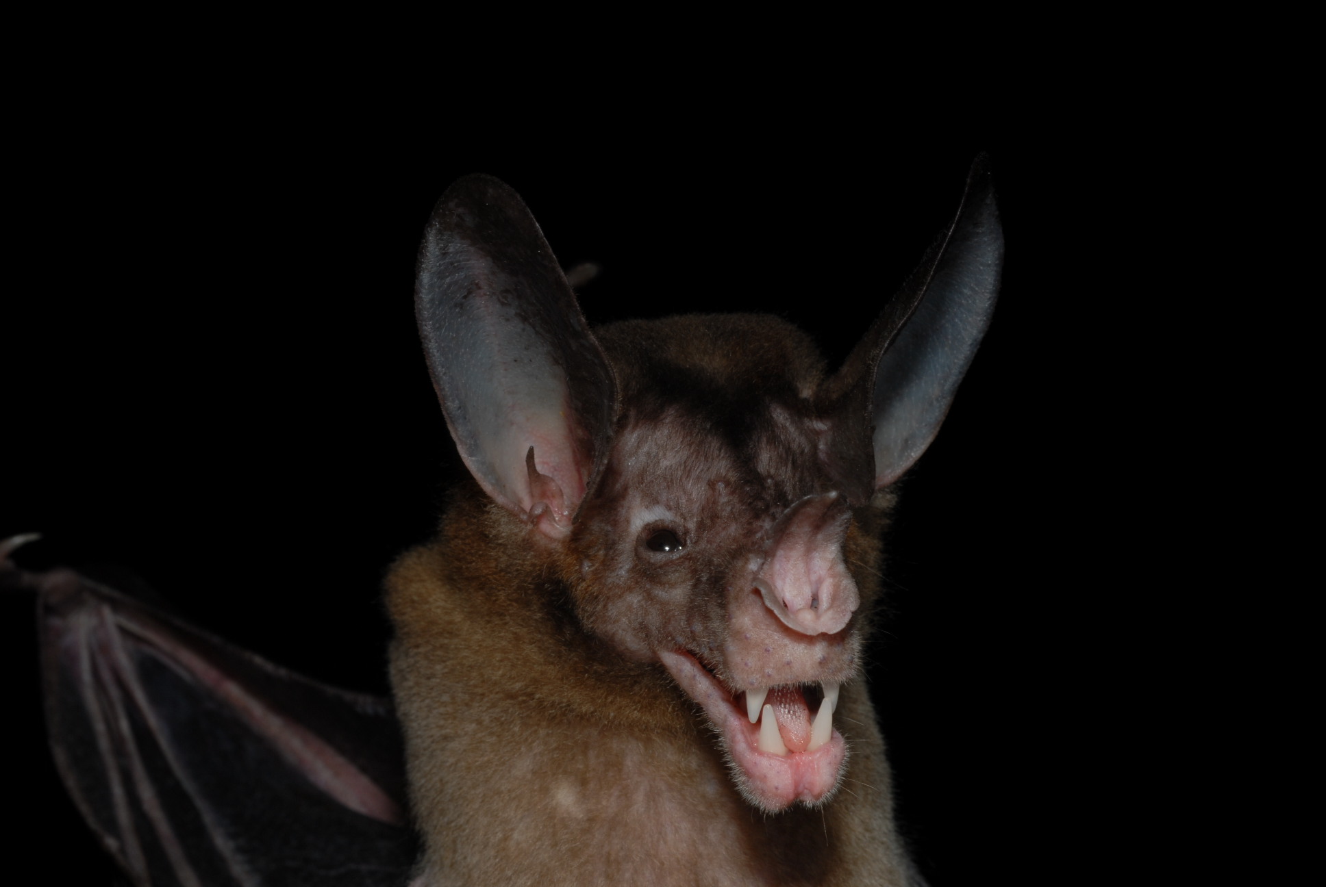 Greater False Vampire Bat
