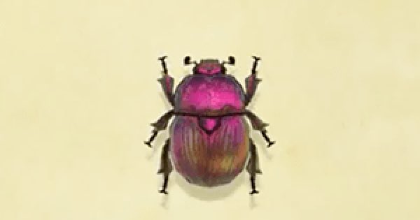 31. earth boring dung beetlefunfact : they’re known to have several different colour morphs