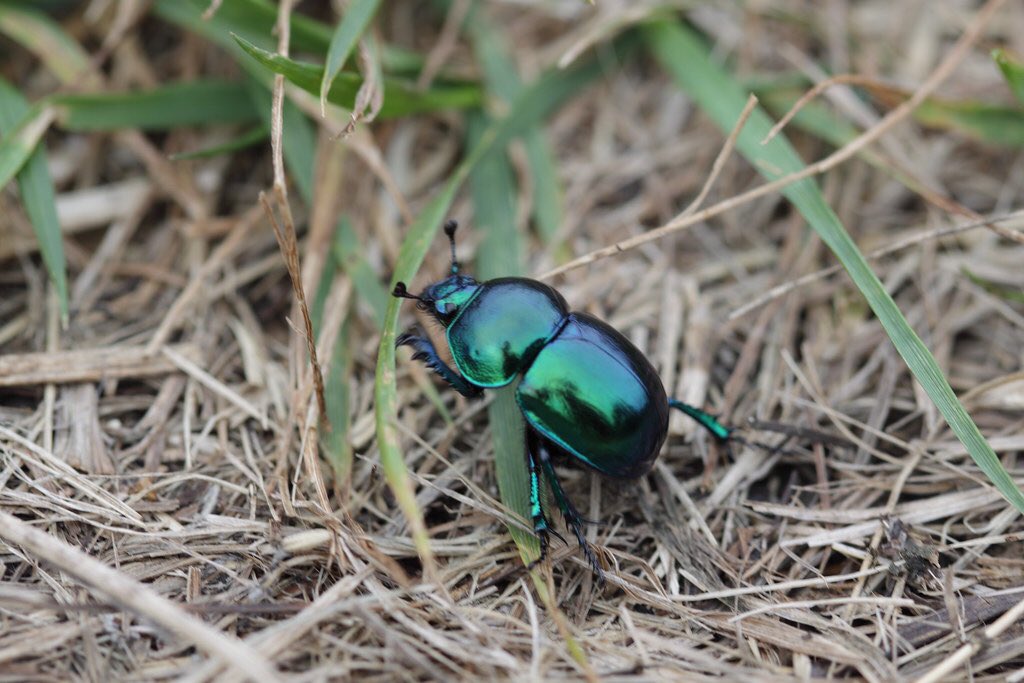 31. earth boring dung beetlefunfact : they’re known to have several different colour morphs