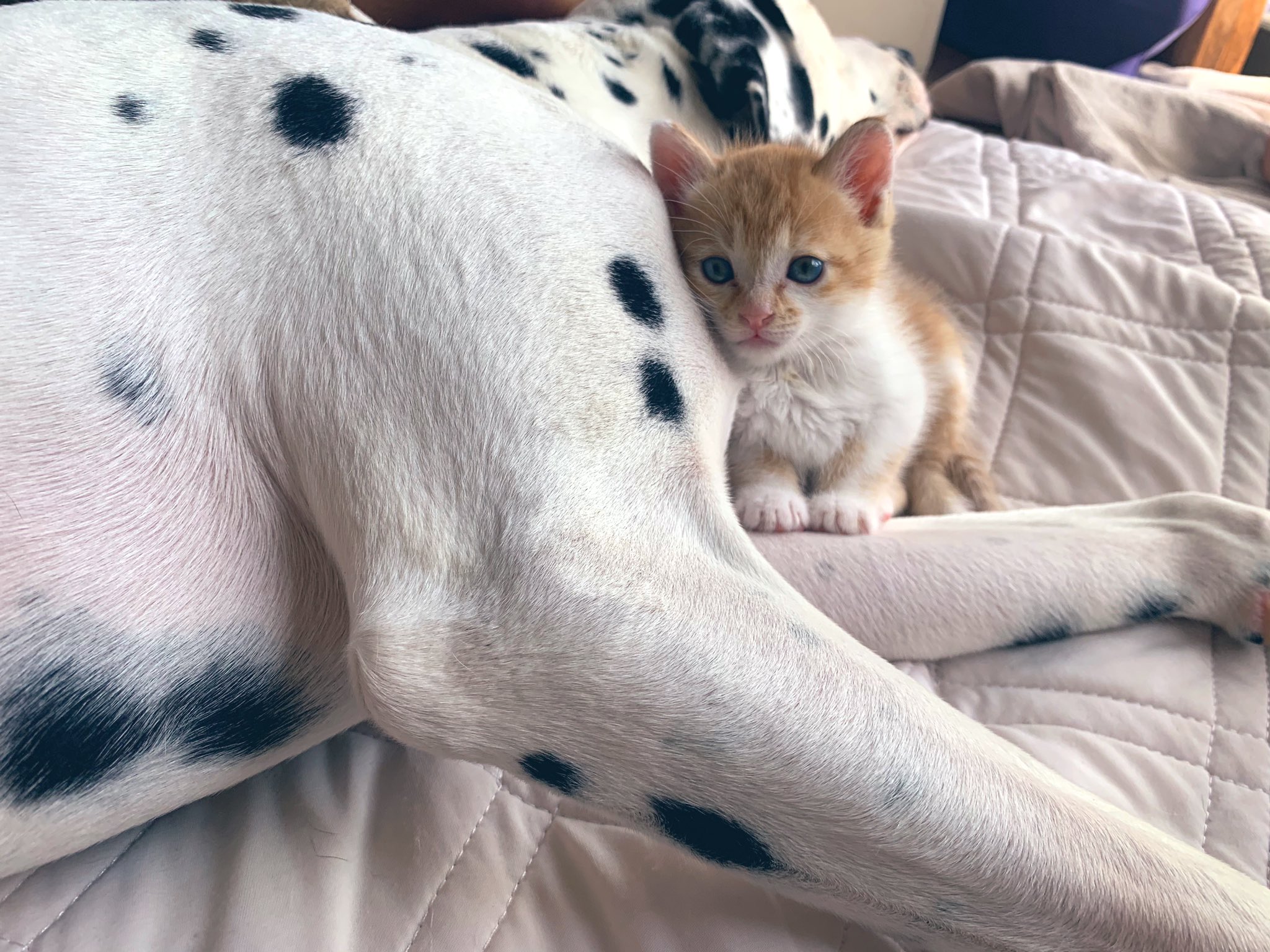 のら猫ちくわ ちくわちゃんには 実は同居人 犬 がいます 普段は別々の部屋で生活していますが とても仲良しなんです 子猫 ちくわ のら猫 拾い猫 猫好きさんと繋がりたい 野良猫 仔猫 ちくわ成長記録 猫のいる生活 ダルメシアンと猫