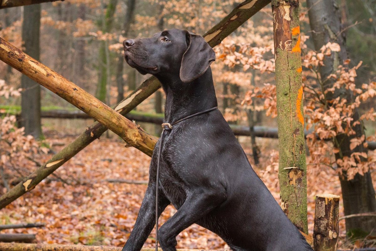 Delta ist eine zwei Jahre alte Deutsch Drahthaar Hündin. Am Liebsten ist sie mit Herrchen und Frauchen mitten im Treiben unterwegs und stöbert auf Sauen. 🐗Ansonsten ist sie sehr aufgeweckt, verfressen und liebt das abendliche Kuscheln auf dem Sofa.🐶 #jagdhundesindauchfamilie