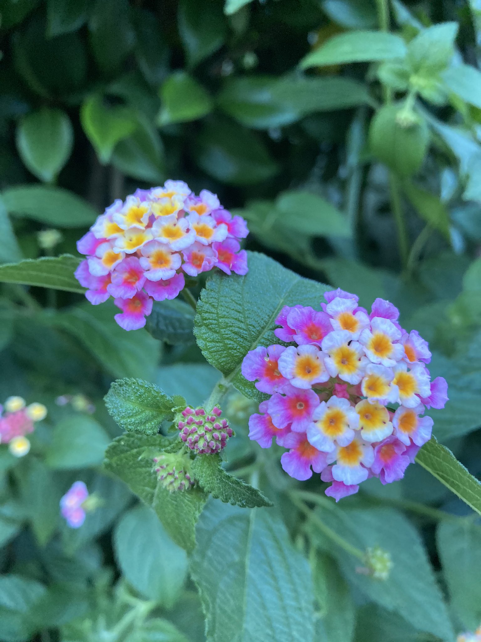 下田麻美 ちっちゃい紫陽花みたいなこのお花はなんていうんだろう 綺麗だなあ T Co Wugwo5wvvp Twitter