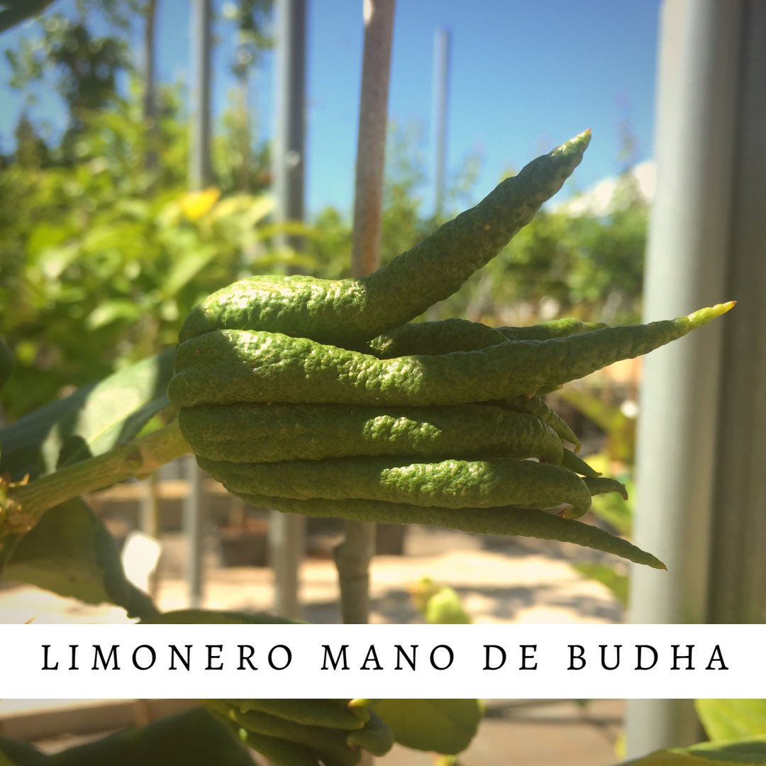 ViverosJardimam's tweet photo. Limonero mano de budha 🍋✋🏻
✔️ Variedad de limonero
✔️ Frutos en forma de mano
✔️Cascara mas rugosa
✔️ Sensible a heladas, calor intenso y sequía

#viverosjardimam #centrodejardineria #viveros #manodebuda #limonero #citricos #ciudadreal #gardeninspiration #mejorconplantas https://t.co/7OYHse3seL