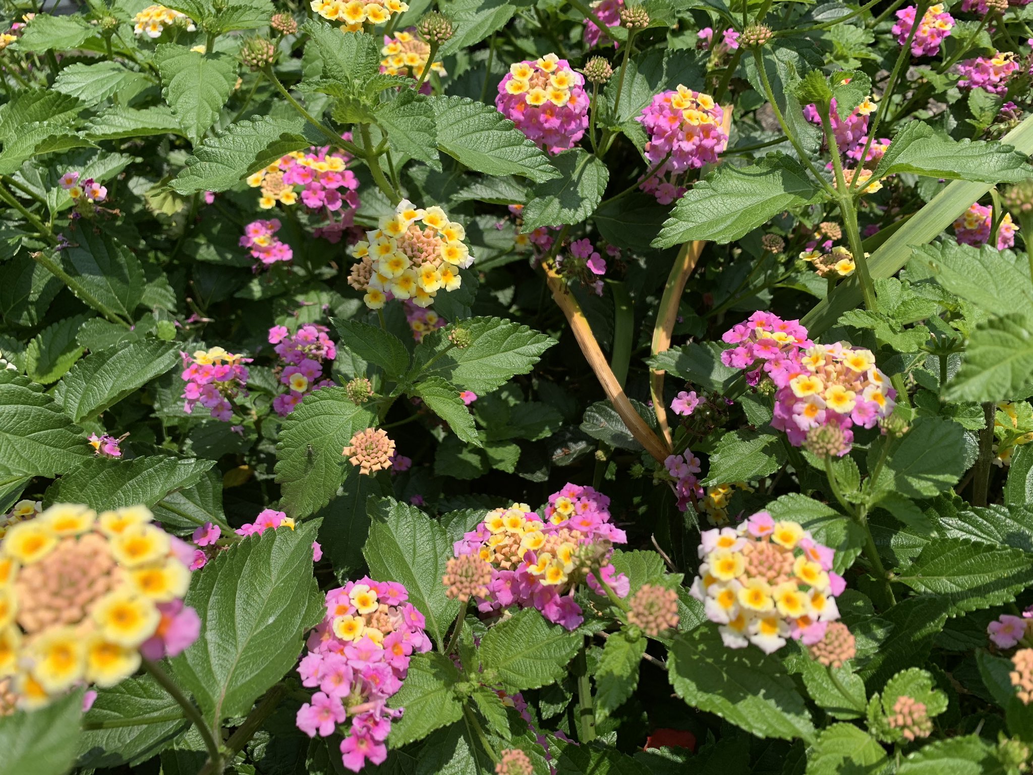 下田麻美 ちっちゃい紫陽花みたいなこのお花はなんていうんだろう 綺麗だなあ T Co Wugwo5wvvp Twitter
