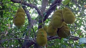 arbolespe's tweet photo. R: #Yaca (Aryhocarpus heterophylus) #Ñame isleño #Panapen, f Moraceaes  árbol nacional de Indonesia, similar al árbol del pan, perennifolio, hojas pequeñas, fruto enorme de mas de 30 kilos,  avistado en cultivos particulares en Sabana de Uchire, es el árbol de las siete frutas https://t.co/NRLRe9qmXC