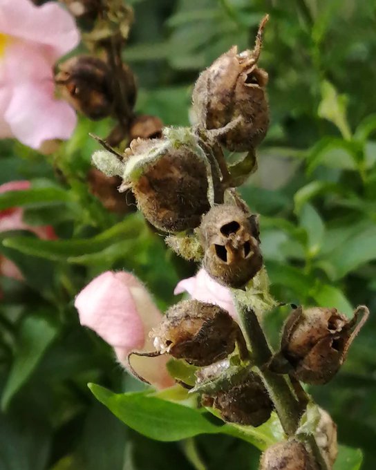 キンギョソウの花が枯れた姿は何に似ている お天気検定 令和の知恵袋