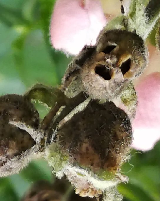 キンギョソウの花が枯れた姿は何に似ている お天気検定 令和の知恵袋