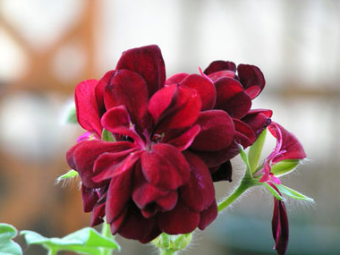 【深紅のゼラニウム】

香りも楽しむことができる花。

ゼラニウムの精油は香水やアロマに利用されるほどです。

花言葉は『メランコニー（憂うつ）』