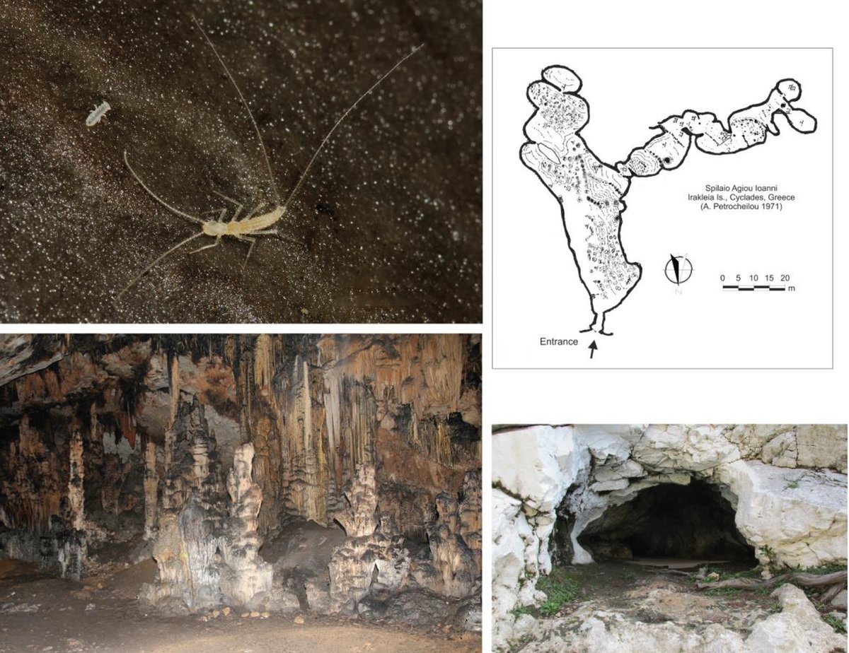 A #NewSpecies  &amp; a new genus of the cave-adapted campodeid dipluran were discovered in the isolated Spilaio Agiou Ioanni #cave in Irakleia, a small island in the centre of the Cyclades Archipelago.

🔓Study: doi.org/10.3897/subtbi… 
#Troglobite #Taxonomy #Subterranean