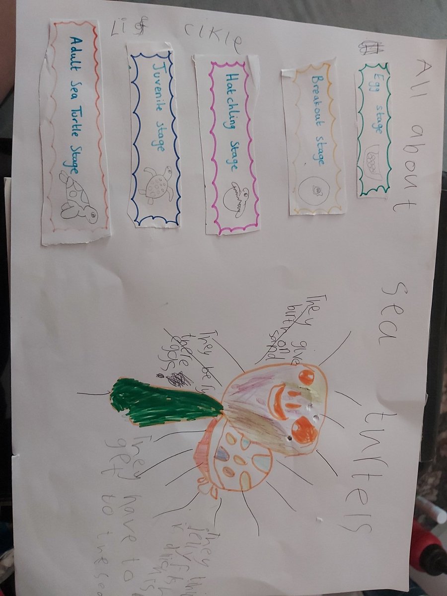 CarlaLouChat's tweet photo. @Casllwchwr1 Life cycle of turtles &amp; a draw along turtle with facts MC https://t.co/pgfzPLBi37