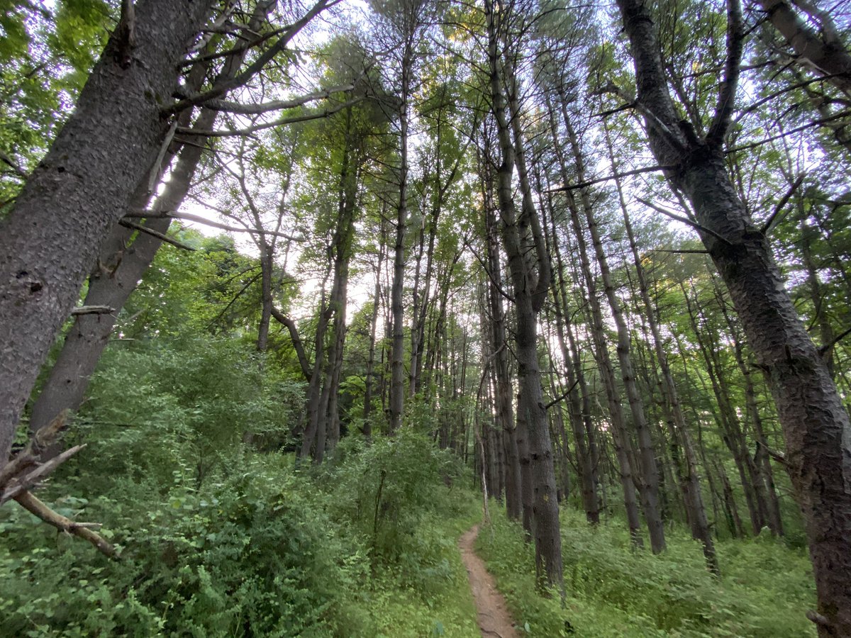 Good morning! Who has two thumbs and no idea what to do on an actual mountain bike trail?

#SlowGoing #RideTheBrakes #SocialDistanceCycleClub #MaskUp #SurlyLowside