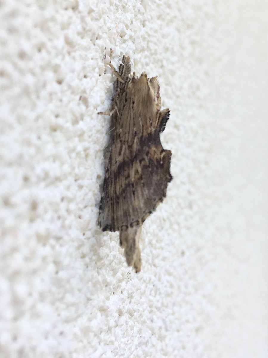 JLowenWildlife's tweet photo. Odd piece of woodchip sticking to our house wall. #paleprominent #crypsis #teammoth https://t.co/geUZTJaTYH