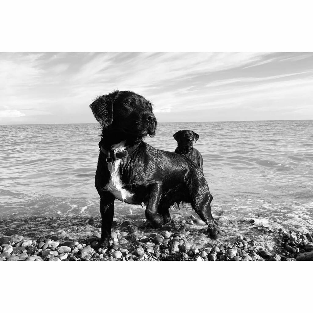 jamesroyclarke's tweet photo. two-headed beach dog.
.
.
#dogsofinstagram #dogs #beachdogs #labrador #blackdogs #springerdor #instadog #dogoftheday #picoftheday #wetdog #doglover https://t.co/PLkYJBPcHY https://t.co/mBlMKRZbKn