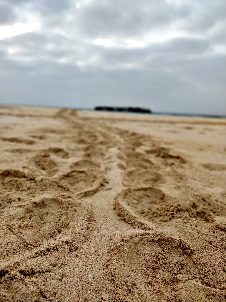 EizaguirreLab's tweet photo. It is #WorldSeaTurtleDay! We have the privilege to carry out research on the #loggerhead sea #turtle. As a lab we work on #MovementEcology &amp; #FeedingEcology, #evolution, #genetics &amp; #microbiology just to name a few #CaboVerde #Conservation #Research #Science #Biology https://t.co/VomYVm7iMh