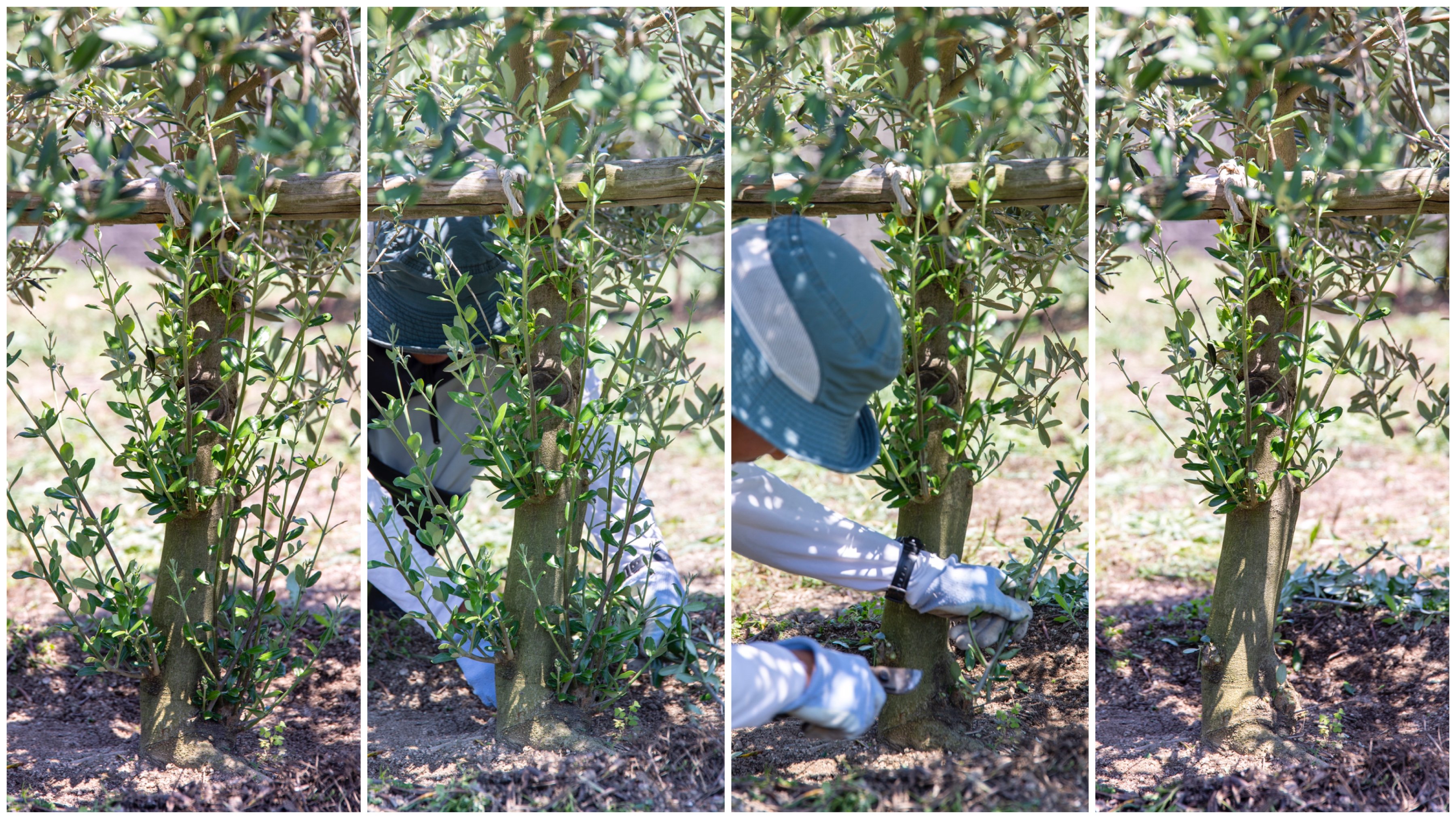 東洋オリーブ 10 10新漬けオリーブ発売 ヒコバエ 木の根元から勢いよく伸びる若い芽 の処理中 地面に近いヒコバエは全カット 少し高い位置に伸びてる分は今後のために残しました オリーブは新しい枝に実をならすからです あまりにモフモフの場合は