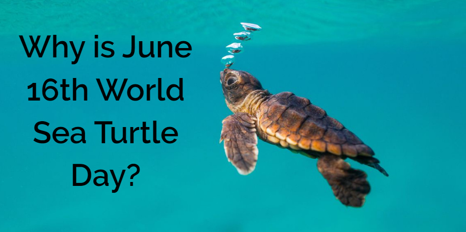 MaritimeBW's tweet photo. Do you know why we celebrate #WorldSeaTurtleDay ?

Let's discover! ⚓️ https://t.co/5cZ2tdTFsi
