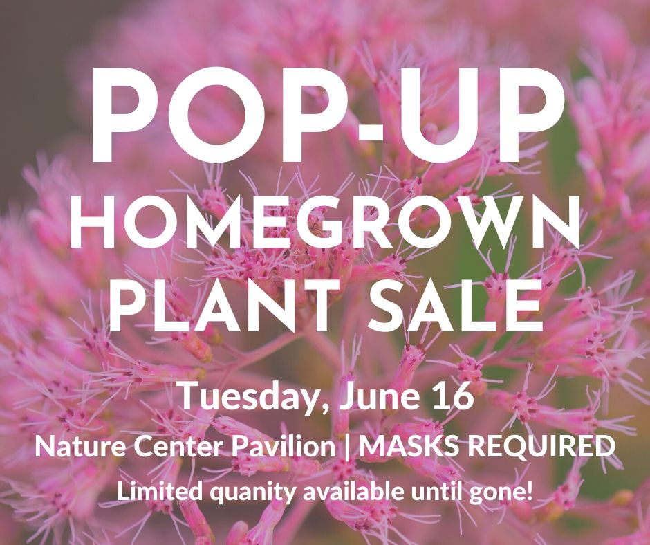Guess what? We're having a POP-UP Homegrown Plant Sale today at the Nature Center Pavilion! Plants available include Joe Pye weed, mountain mint, dwarf honeysuckle, hostas, and day lilies - just to name a few! Stop by from 2pm-5pm!
