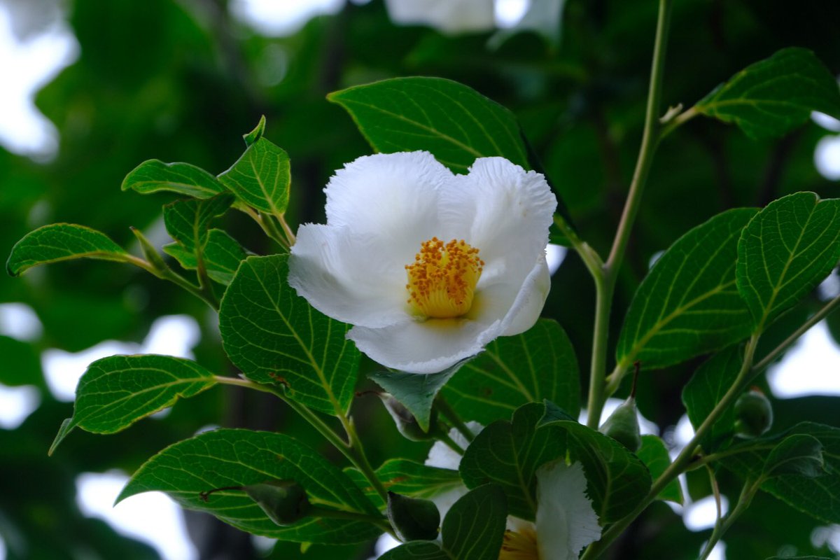 Nozomi 夏椿 と ヒメシャラ 夏椿の別名が 沙羅の木 なので それよりも花も葉も小さいのをヒメシャラと名付けたようです 1枚目がヒメシャラ 花は直径2cmと小さいです 下を向いて咲くのが多いな 他は夏椿で上向きで 直径5 7cm 花にギザギザが
