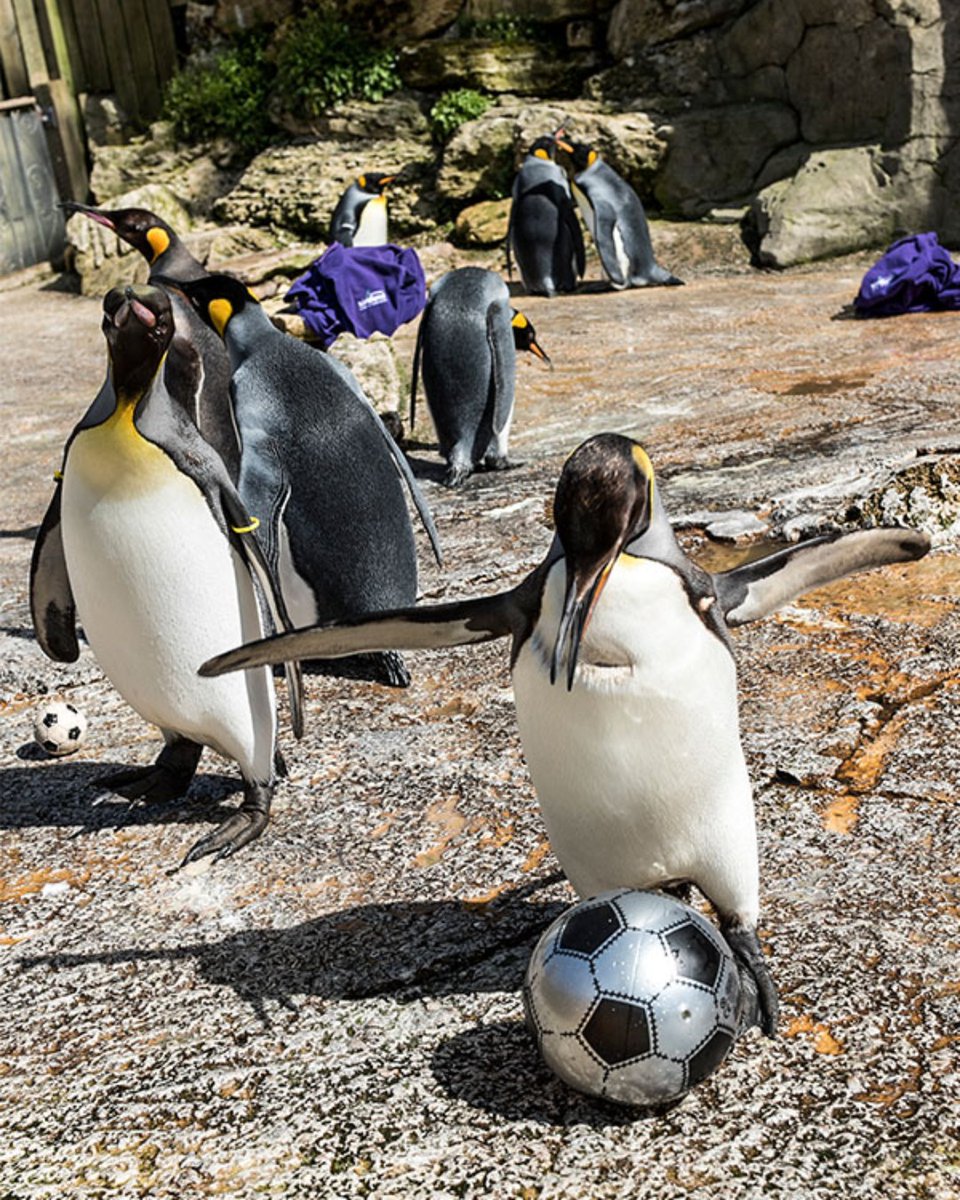 Our #KingPenguins love a game of #football! 🐧⚽
