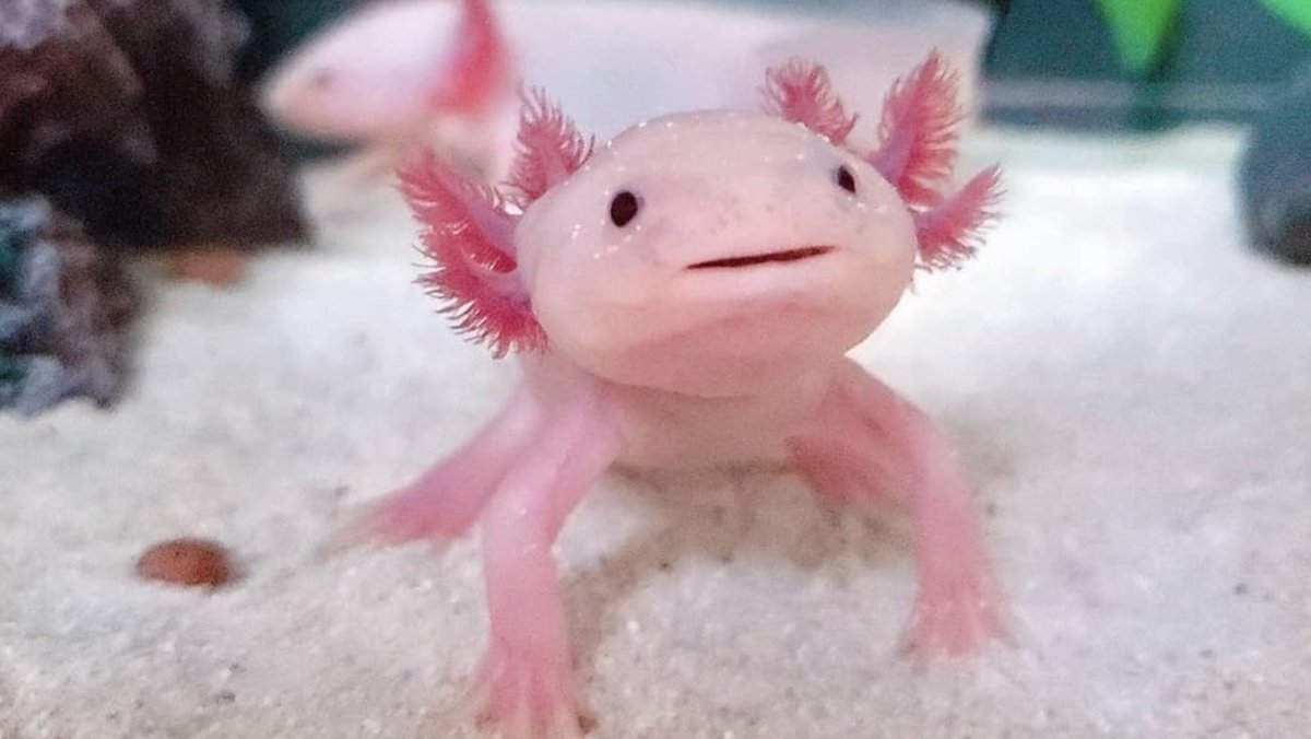 Ainhoa Goñi tweet media