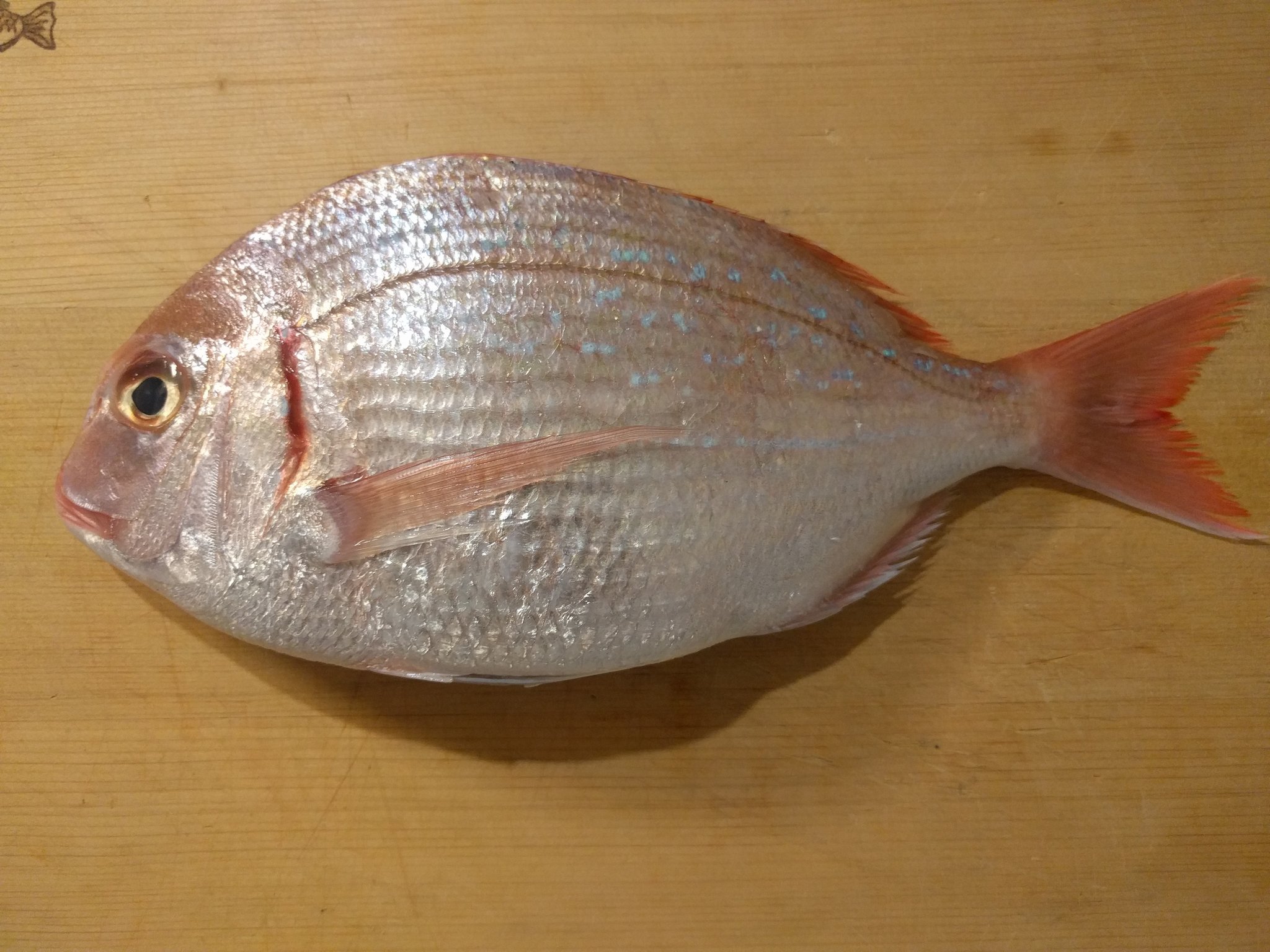 サカタベ 魚たべよ チダイ こちらは鯛にとてもよく似た チダイ という魚 鯛との見分け方は エラブタの縁の赤い ラインがあるのがチダイ これが血に見える事から血鯛と呼ばれる 尾ビレの先端が黒いのが鯛 柔らかくねっとりした食感が特徴的